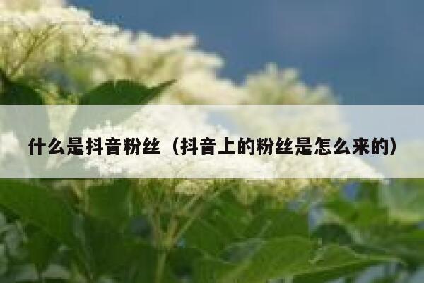 什么是抖音粉丝（抖音上的粉丝是怎么来的） 第1张