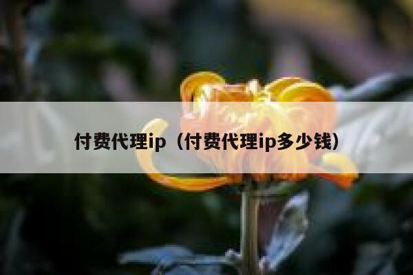 付费代理ip（付费代理ip多少钱） 第1张