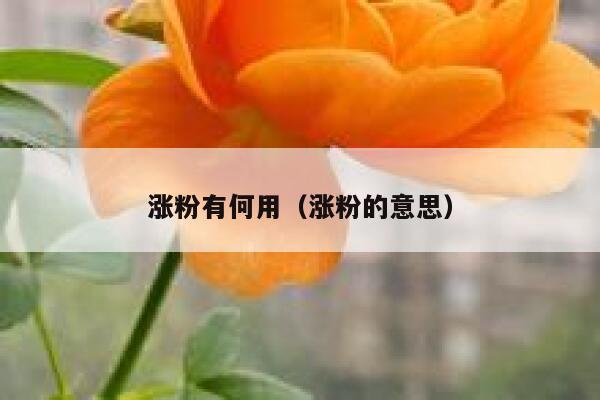 涨粉有何用（涨粉的意思） 第1张
