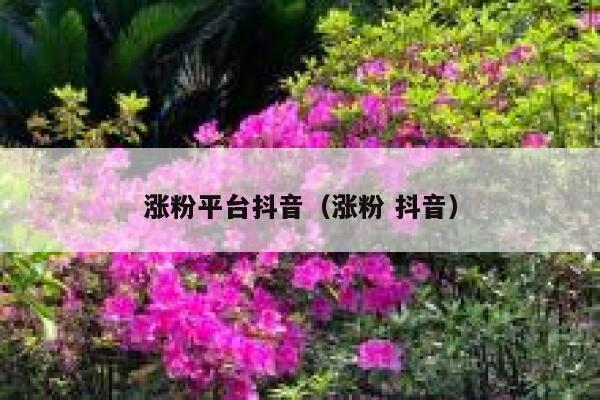 涨粉平台抖音（涨粉 抖音） 第1张