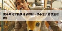 快手如何才能快速涨粉丝（快手怎么能快速涨粉）