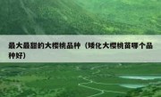 最大最甜的大樱桃品种（矮化大樱桃苗哪个品种好）