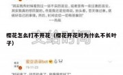 樱花怎么打不开花（樱花开花时为什么不长叶子）