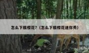 怎么下载樱花?（怎么下载樱花迷你秀）
