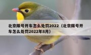 北京限号开车怎么处罚2022（北京限号开车怎么处罚2022年8月）