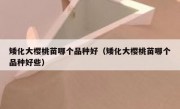 矮化大樱桃苗哪个品种好（矮化大樱桃苗哪个品种好些）