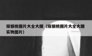猕猴桃图片大全大图（猕猴桃图片大全大图 实物图片）