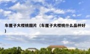 车厘子大樱桃图片（车厘子大樱桃什么品种好）