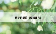 桃子的照片（樱桃图片）