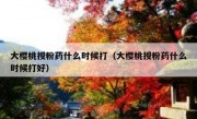 大樱桃授粉药什么时候打（大樱桃授粉药什么时候打好）