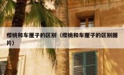 樱桃和车厘子的区别（樱桃和车厘子的区别图片）