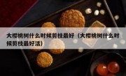 大樱桃树什么时候剪枝最好（大樱桃树什么时候剪枝最好活）