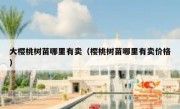 大樱桃树苗哪里有卖（樱桃树苗哪里有卖价格）