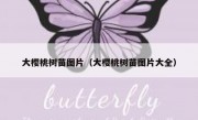 大樱桃树苗图片（大樱桃树苗图片大全）