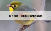 国外粉丝（国外粉丝最多的网红）