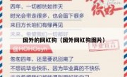 国外的网红狗（国外网红狗图片）