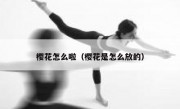 樱花怎么啦（樱花是怎么放的）