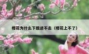 樱花为什么下载进不去（樱花上不了）