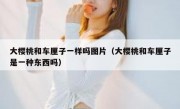 大樱桃和车厘子一样吗图片（大樱桃和车厘子是一种东西吗）