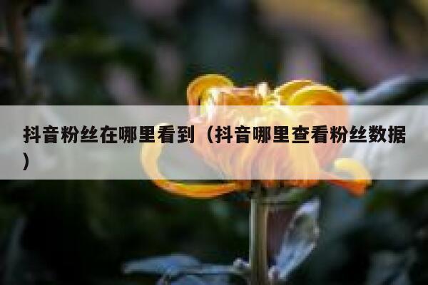 抖音粉丝在哪里看到（抖音哪里查看粉丝数据） 第1张
