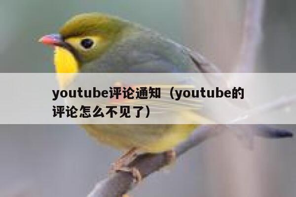 youtube评论通知（youtube的评论怎么不见了） 第1张