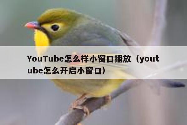 YouTube怎么样小窗口播放（youtube怎么开启小窗口） 第1张