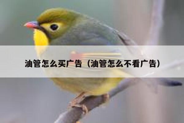 油管怎么买广告（油管怎么不看广告） 第1张