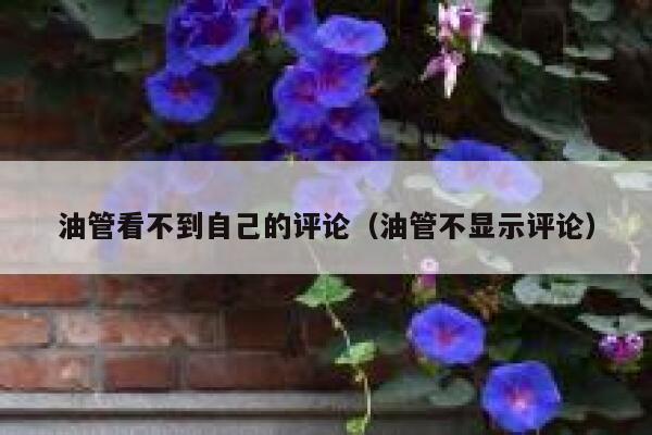 油管看不到自己的评论（油管不显示评论） 第1张