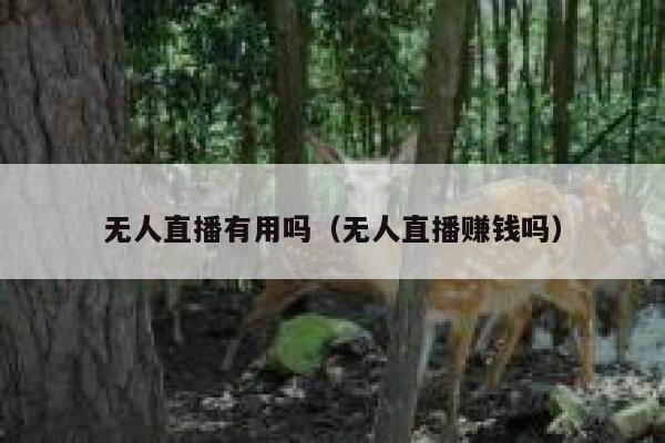 无人直播有用吗(无人直播赚钱吗) 第1张 无人直播有用吗(无人直播赚钱吗) 第1张