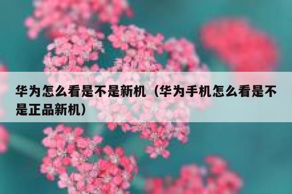 华为怎么看是不是新机(华为手机怎么看是不是正品新机) 第1张 华为怎么看是不是新机(华为手机怎么看是不是正品新机) 第1张