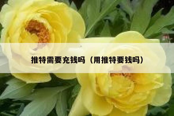 推特需要充钱吗(用推特要钱吗) 第1张 推特需要充钱吗(用推特要钱吗) 第1张