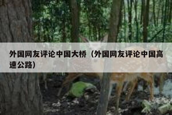 外国网友评论中国大桥（外国网友评论中国高速公路） 第1张