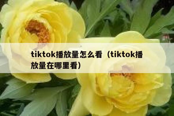 tiktok播放量怎么看（tiktok播放量在哪里看） 第1张