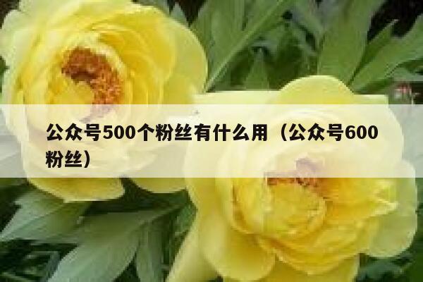 公众号500个粉丝有什么用（公众号600粉丝） 第1张