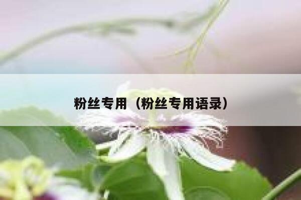 粉丝专用（粉丝专用语录） 第1张