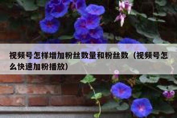 视频号怎样增加粉丝数量和粉丝数（视频号怎么快速加粉播放） 第1张