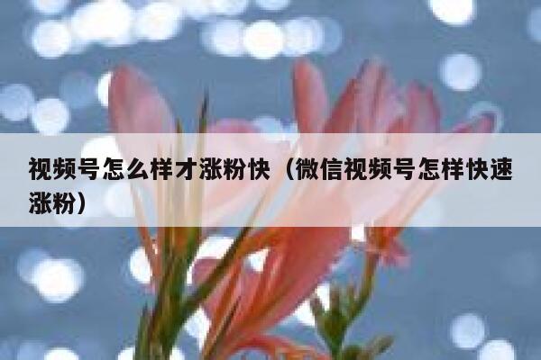 视频号怎么样才涨粉快（微信视频号怎样快速涨粉） 第1张