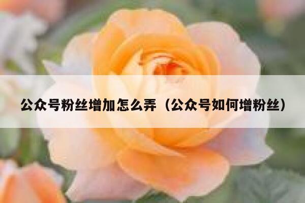 公众号粉丝增加怎么弄（公众号如何增粉丝） 第1张