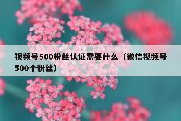 视频号500粉丝认证需要什么（微信视频号500个粉丝） 第1张