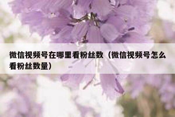 微信视频号在哪里看粉丝数（微信视频号怎么看粉丝数量） 第1张