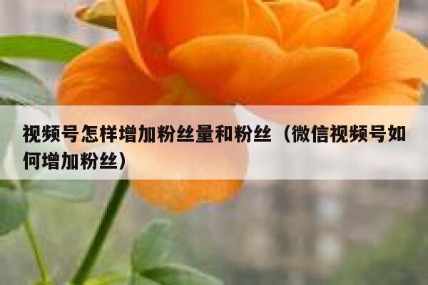 视频号怎样增加粉丝量和粉丝（微信视频号如何增加粉丝） 第1张