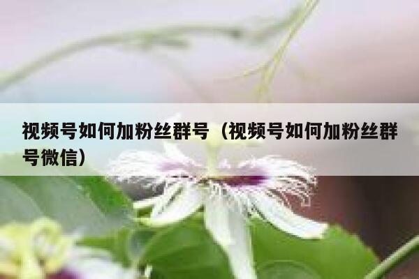 视频号如何加粉丝群号（视频号如何加粉丝群号微信） 第1张
