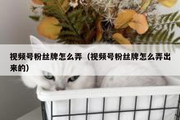 视频号粉丝牌怎么弄（视频号粉丝牌怎么弄出来的） 第1张