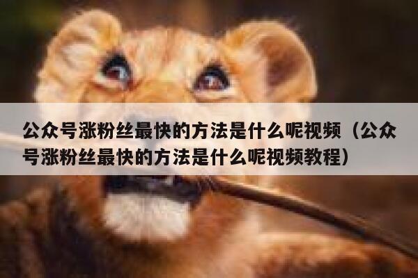 公众号涨粉丝最快的方法是什么呢视频（公众号涨粉丝最快的方法是什么呢视频教程） 第1张