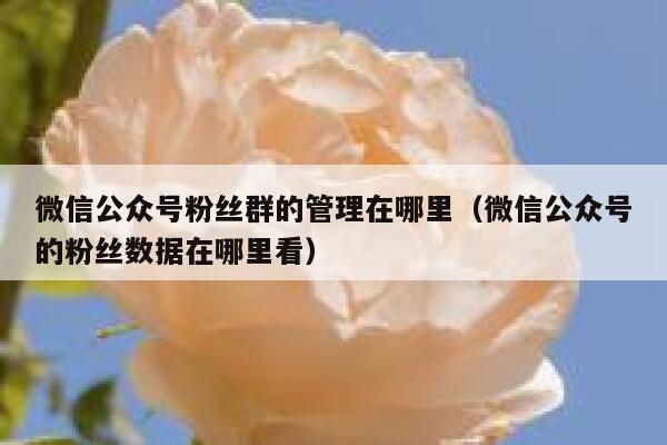 微信公众号粉丝群的管理在哪里（微信公众号的粉丝数据在哪里看） 第1张