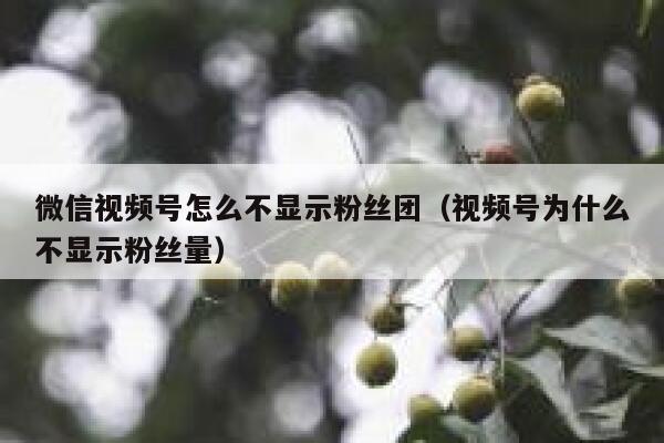微信视频号怎么不显示粉丝团（视频号为什么不显示粉丝量） 第1张