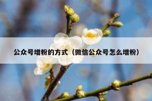公众号增粉的方式（微信公众号怎么增粉） 第1张