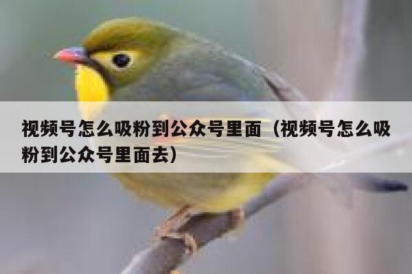 视频号怎么吸粉到公众号里面（视频号怎么吸粉到公众号里面去） 第1张