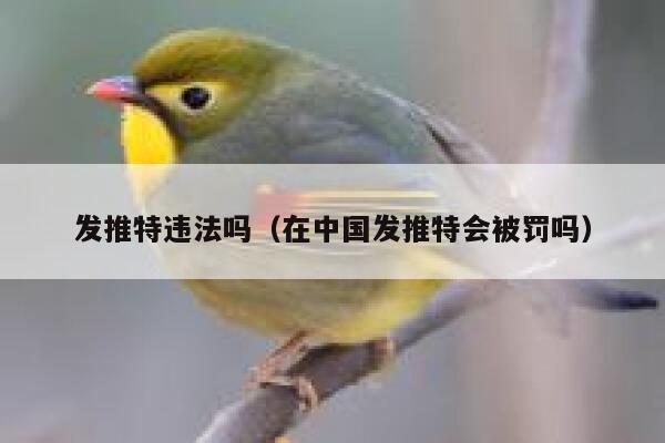 发推特违法吗（在中国发推特会被罚吗） 第1张