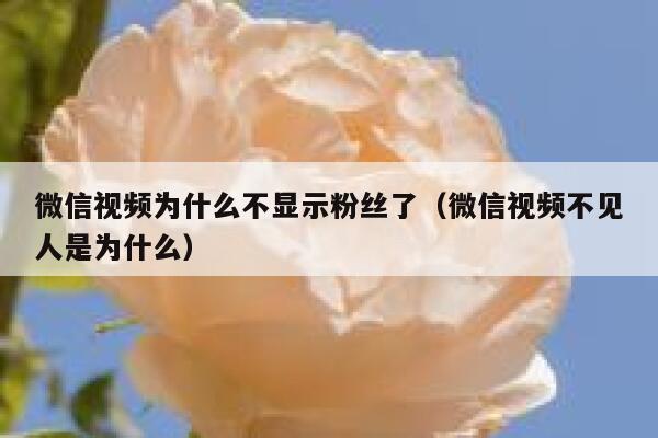 微信视频为什么不显示粉丝了（微信视频不见人是为什么） 第1张